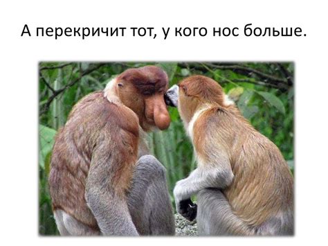 Обезьяны носачи - презентация онлайн