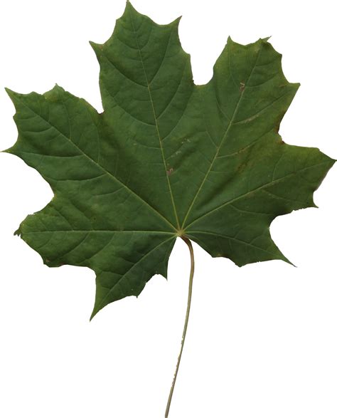 leaf texture png leaf clipart large size png image pikpng