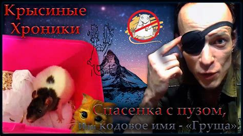 Крысы | Спасёнка с пузом, или кодовое имя "Груша". (Fancy Rats) - YouTube