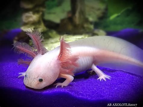 Pin on AB AXOLOTLS - Leduc,Alberta,Canada