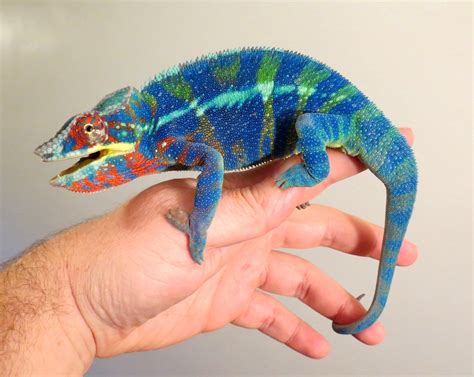 One of the most beautiful reptiles ever. The panther chameleon. : pics