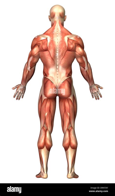 Anatomy of male muscular system, back view Stock Photo: 57643123 - Alamy