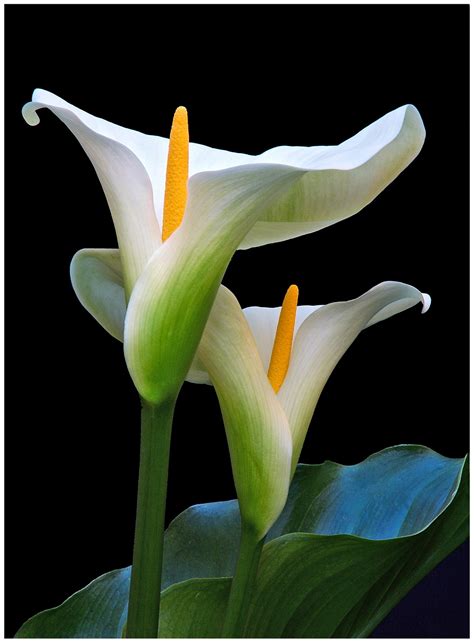Arum flowers pictures..jpg (1105×1500) | Flower pictures, Flower photos ...