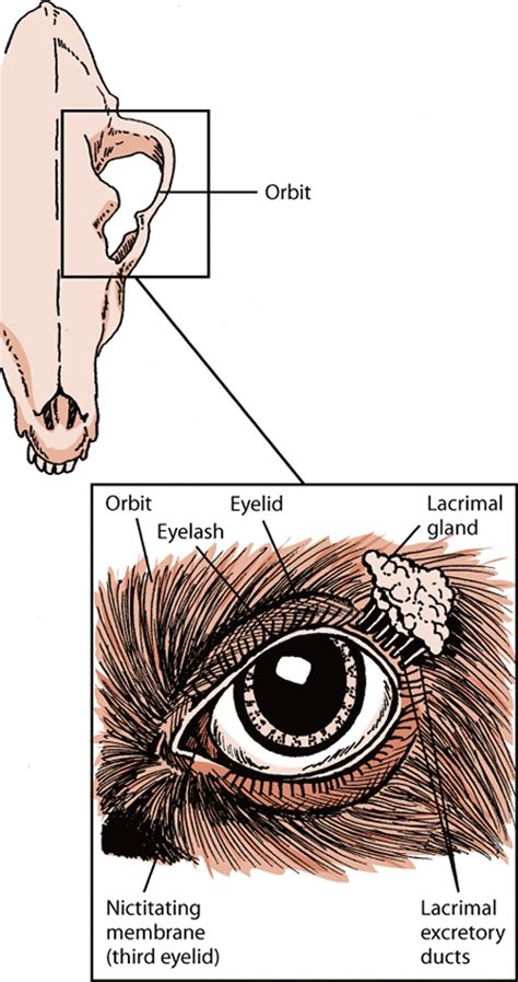 eye structure  function  dogs dog owners merck veterinary manual