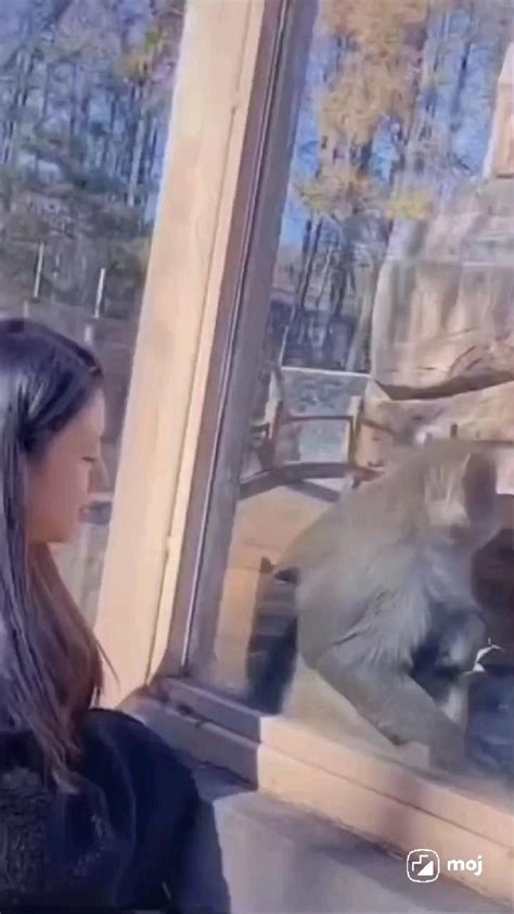 monkey reaction🤣🤣 | Funny animal videos, Funny animals, Animal jokes