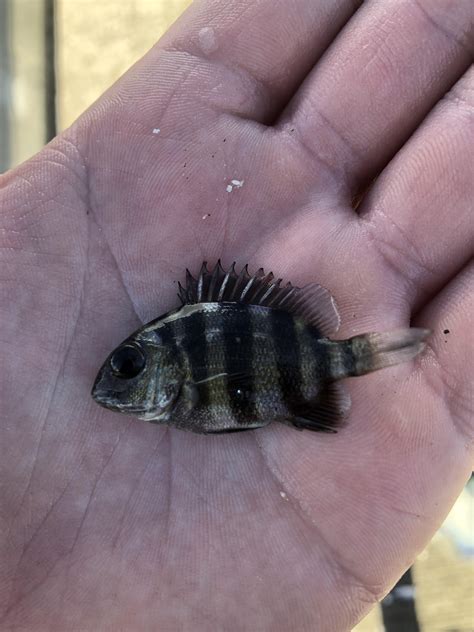 These sheepshead fish have teeth that look like humans 25