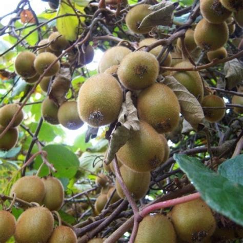 Buy Chinese Actinidia (Actinidia Chinensis) 300 seeds online :: Seeds ...