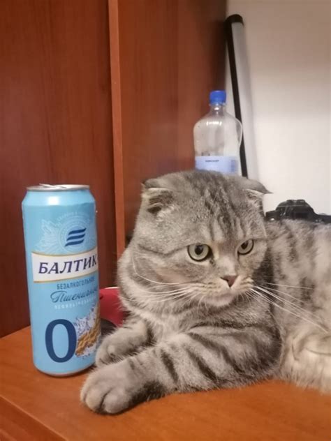 Создать мем "котик, шотландская вислоухая кошка, мейн кун и шотландская ...