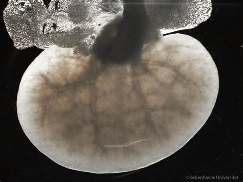 Extracellular Matrix Revealed in Three Dimensions | Cell And Molecular ...