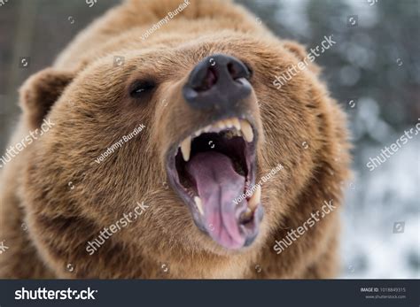 3,314 Brown Bear Roar Images, Stock Photos & Vectors | Shutterstock