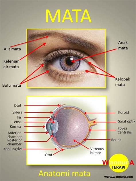 Gambar Anatomi Mata