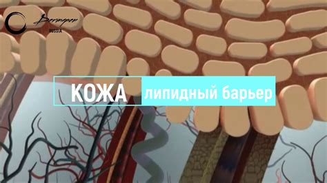 Защита кожи в первую очередь это липидный барьер. Как это работает и ...