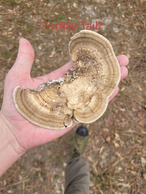 Wild Maps Explain Where Turkey Tail Mushroom Near Me Grows - RYZE Superfoods