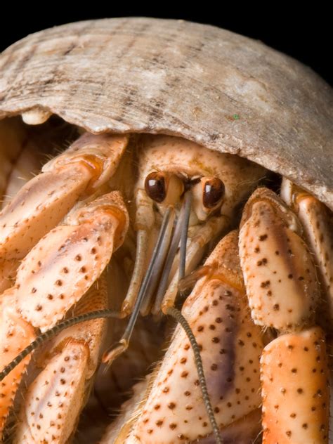 Hermit Crab Molting Stages