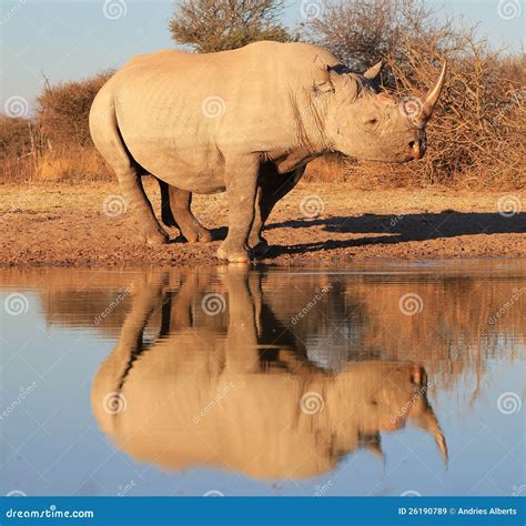Black Rhino - Endangered - Reflection Of Species Royalty-Free Stock