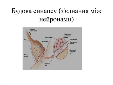 Будова та розвиток нервової системи. Класифікація нервової системи ...