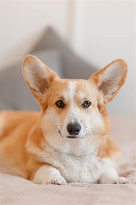 Corgi Photos, Download The BEST Free Corgi Stock Photos & HD Images