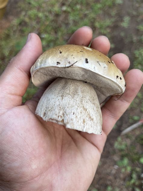 Foodies Are Outraged Over The Price Of The Most Expensive Mushroom - RYZE Superfoods