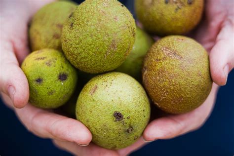 harvest black walnuts  enjoy  delicious flavor