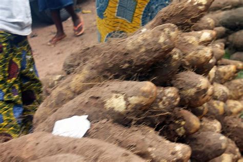 Africa Yams | Yams, African, Cross river