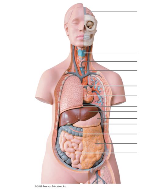 Organ Systems Diagram | Quizlet