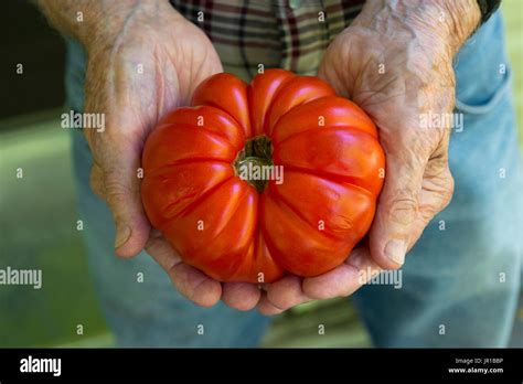 heirloom cultivar  tomato  res stock photography  images alamy