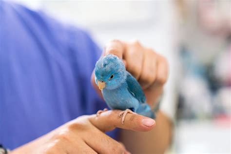 The Exotic Animal Vet - Currumbin Valley Bird, Reptile & Exotic ...
