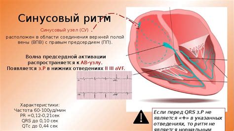 ЭКГ введение