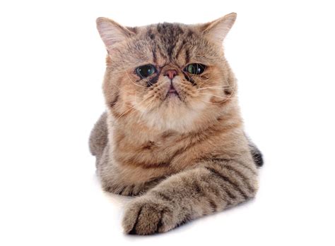 Tutte le razze di gatti - Amici di Casa