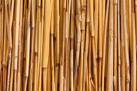 Bamboo Texture Free Stock Photo - Public Domain Pictures