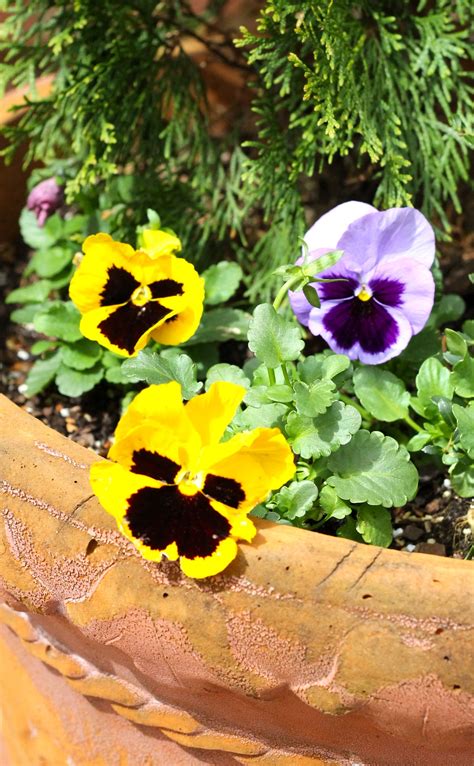 how to keep squirrels out of flower pots