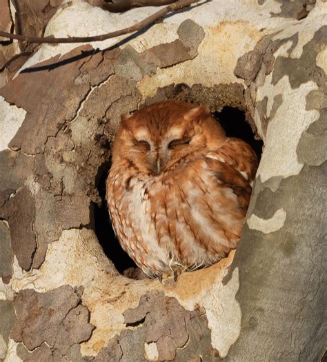 Nature: Spotting an eastern screech owl is rare