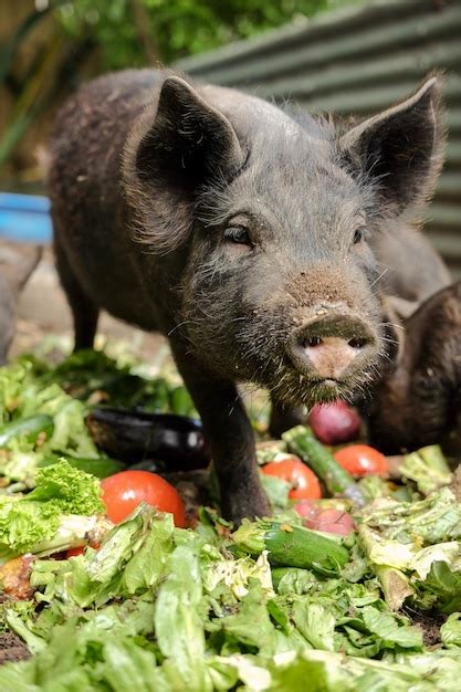 Comendo A Buceta Da Porca - Porcos Comendo Imagens – Download Grátis no Freepik