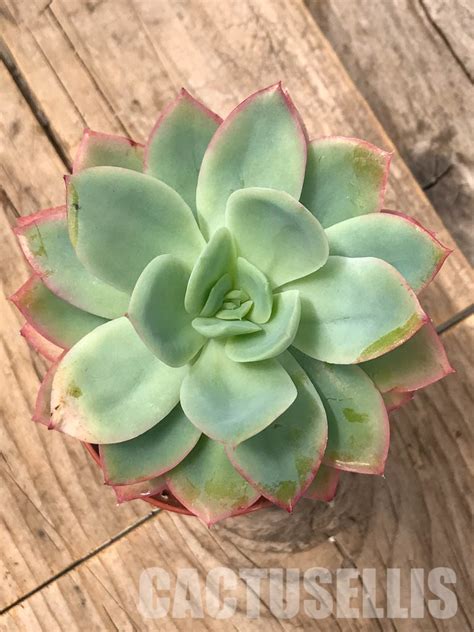SH5727 Echeveria 'Luella' red - Кактус онлайн
