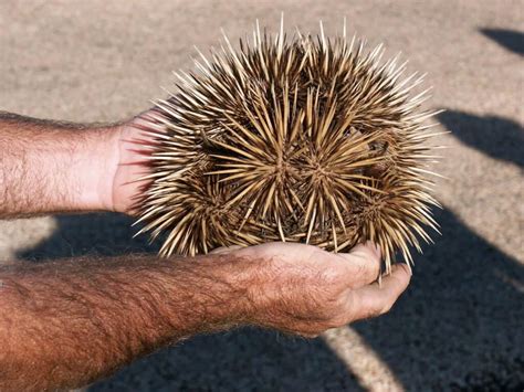 Fraser Island Animals, What wildlife is found over on Fraser
