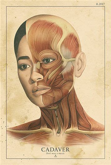 cadaver  akiko stehrenberger face muscles anatomy muscles