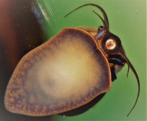 An interesting creature. : r/Aquariums