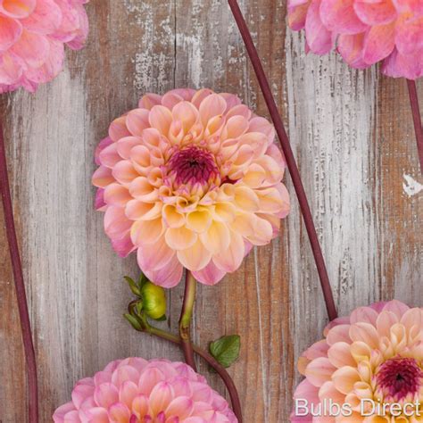 Wine Eyed Jill Dahlias | Order Dahlia Tubers online - Bulbs Direct NZ