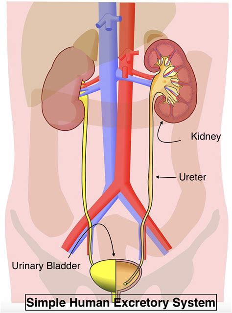 draw  excretory system  human beings  level   organs