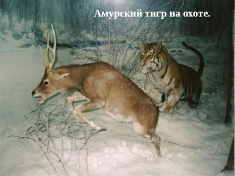 "Амурский тигр"