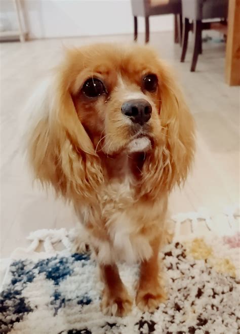 Gorgeous Cavalier king charles spaniel male