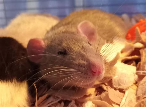 Mr. Business the pancake rat. : RATS