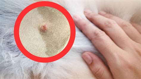 Sebaceous Cysts in Dogs: Causes, Symptoms, and Treatments