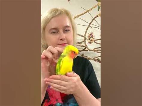 Попугай не любит когда его трогают #смешныеживотные #дляпопугаев # ...
