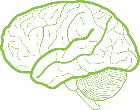 SVG > Profil Gliederung Biologie Gehirn - Kostenloses SVG-Bild & Symbol ...