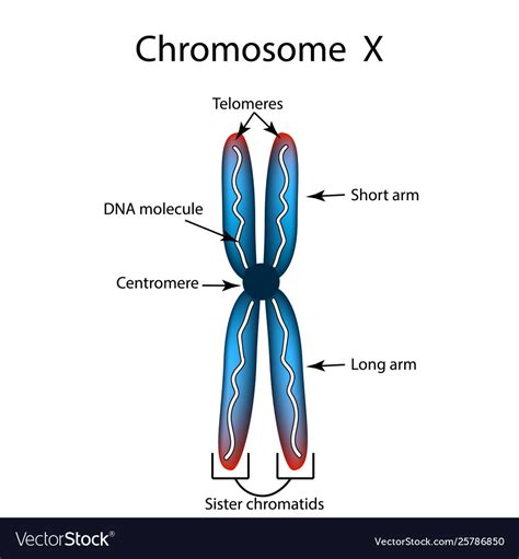 Structure chromosome infographics Royalty Free Vector Image