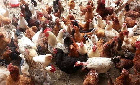 Чем кормить кур (несушек) чтобы неслись яйца? Правильный рацион