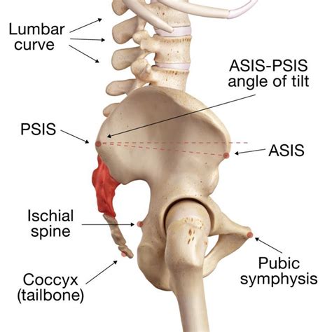 Image result for psis asis anatomy | Pelvis anatomy, Pelvic tilt, Human ...