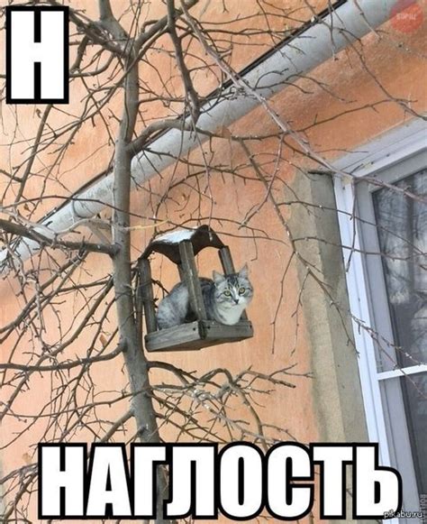 Наглость | Пикабу