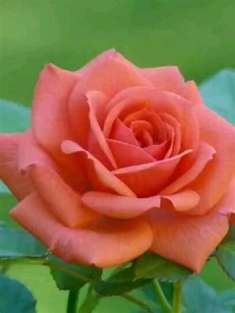 Pin von Валентина https://pin.it/6me auf Розы | Pflanzen, Blumen blüten ...